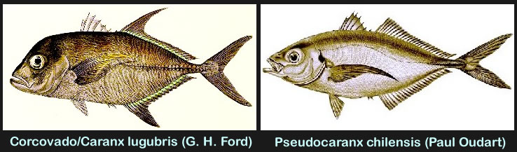Corvado compared to Pseudocaranx